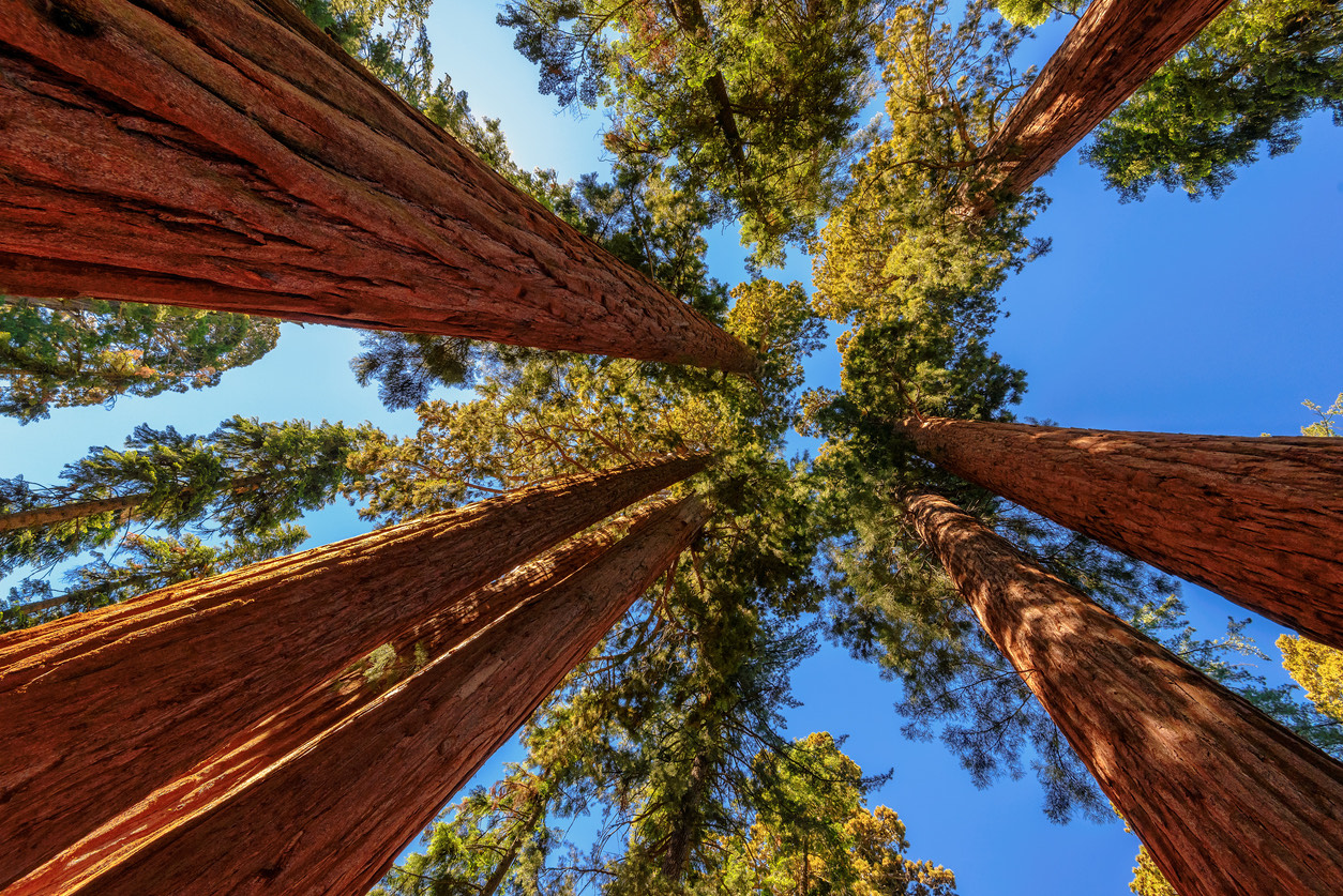 oldest redwood tree in california