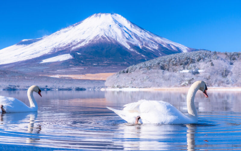 One for the birds - Japan Today