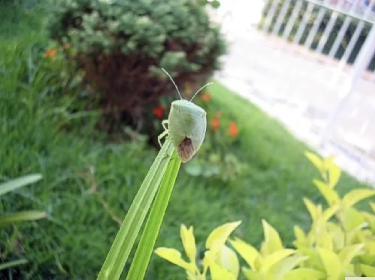 Japanese junior high students make air freshener from stink bugs