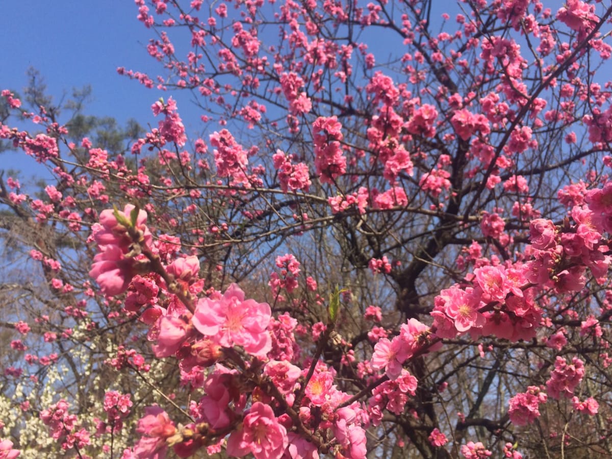 Difference between plum blossom, cherry blossom and peach blossom