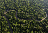 Brazil Forest Protection