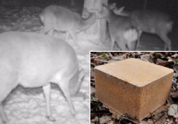Why deer are drawn to train tracks, and how Japan is solving the problem with this simple block
