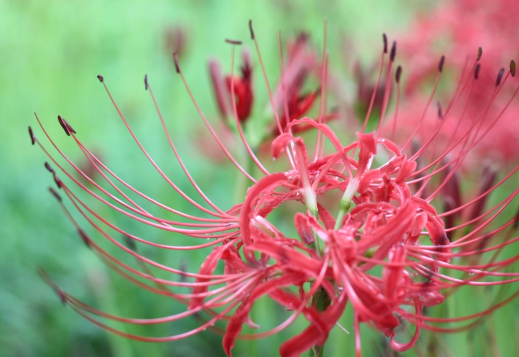 The Magical Red Spider Lilies Of Kinchakuda Japan Today