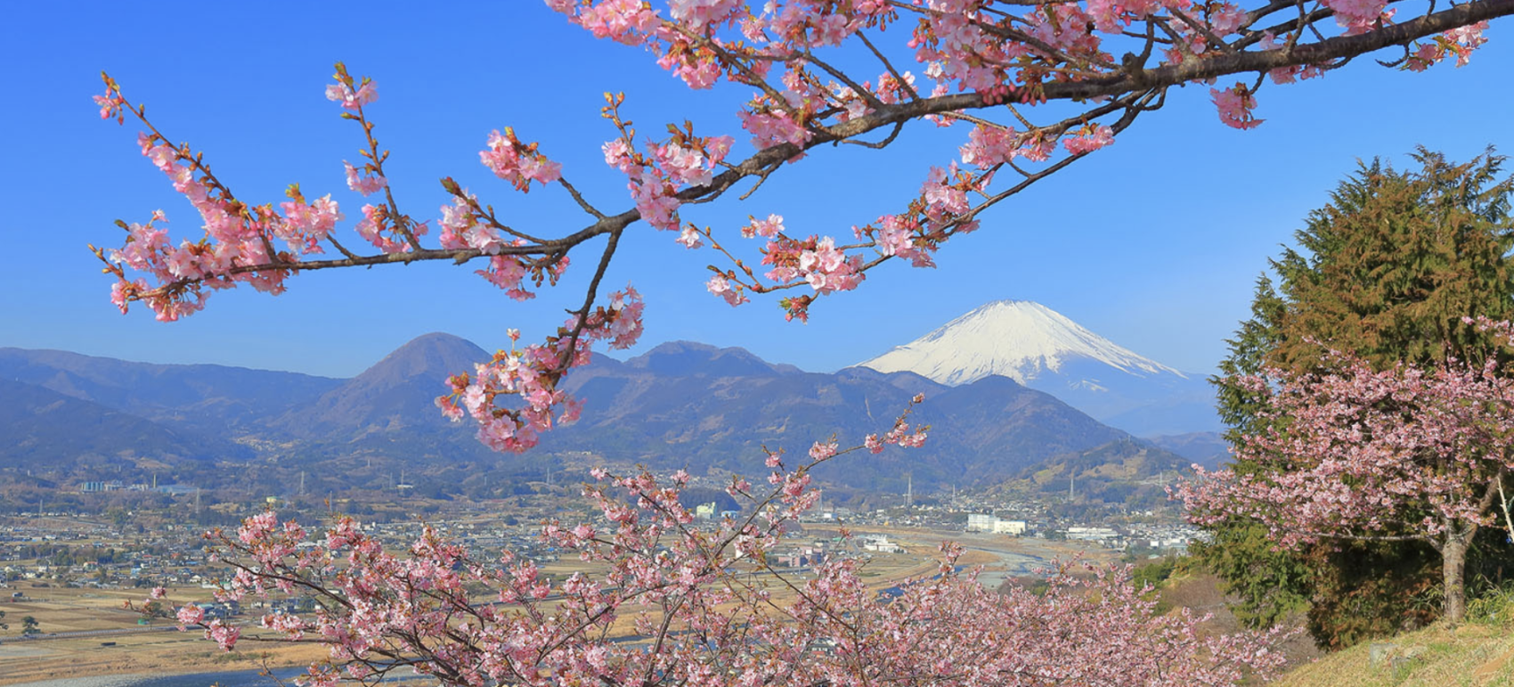 Matsuda Cherry Blossom Festival one of the earliest in Kanto