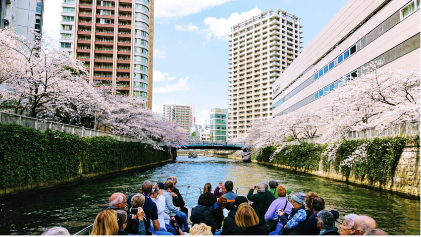 Meguro River Cherry Blossoms: Tokyo's Most Famous Sakura Spot