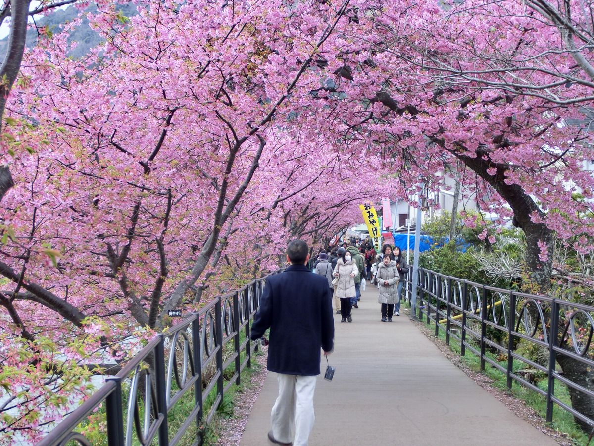 Enjoy early cherry blossoms in Kawazu Japan Today