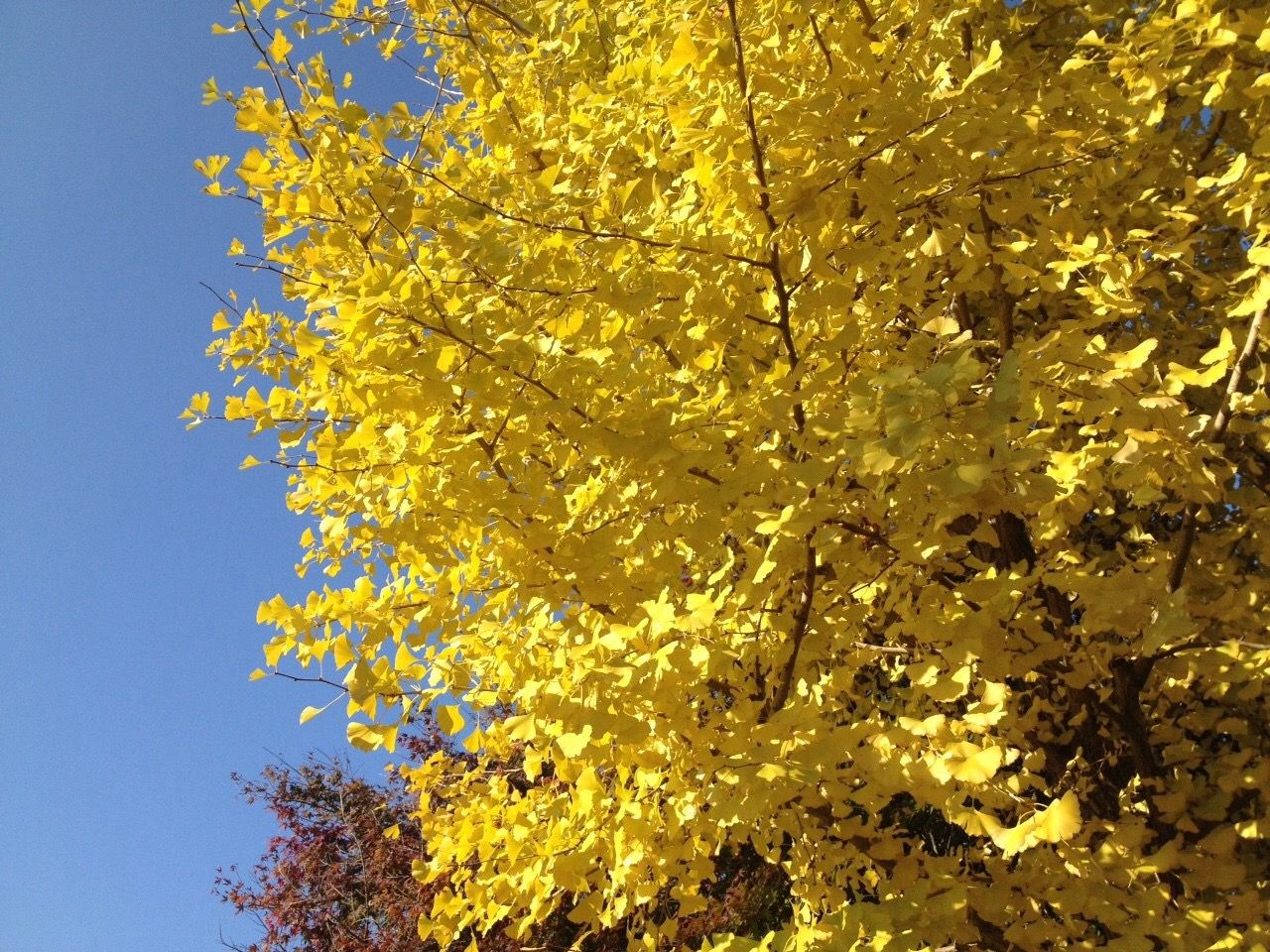 Some of Japan's best autumn leaf viewing spots - Japan Today