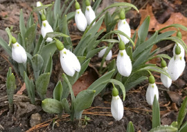 Gardening - Minor Bulbs