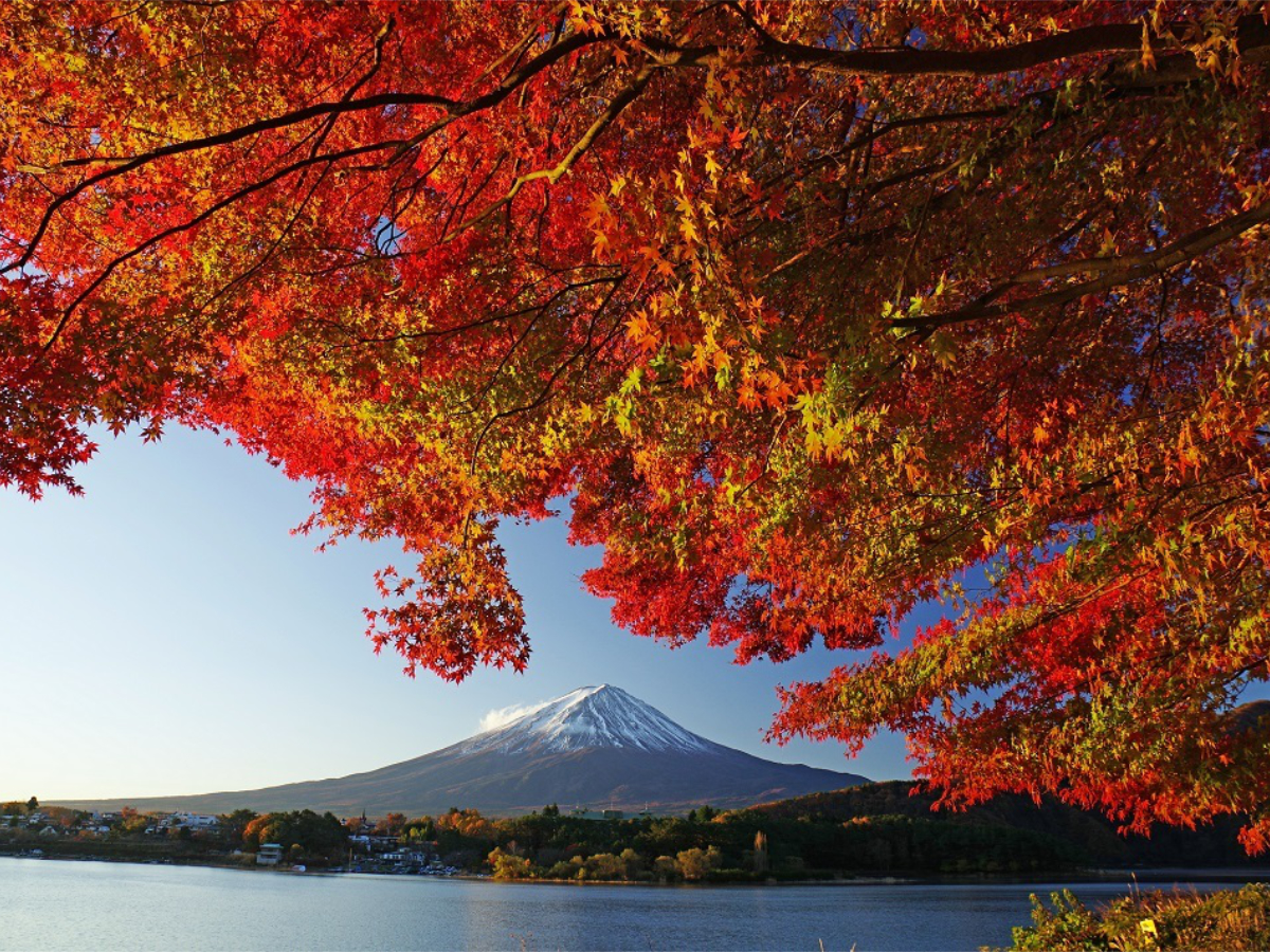 japan-in-fall-fujikawaguchiko-autumn-leaves-festival-japan-today