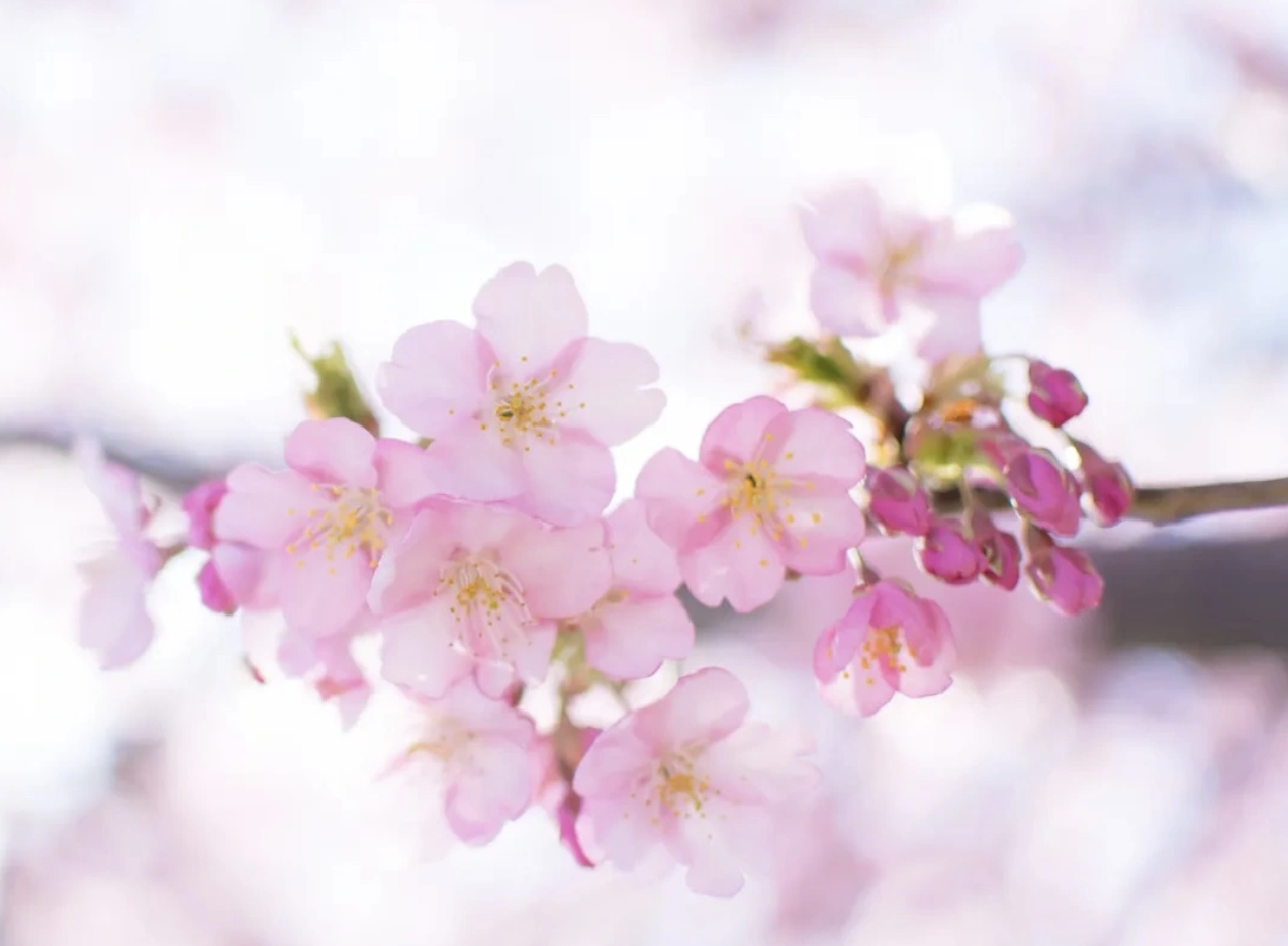 Sakura — The Ephemeral Beauty Of Japan's Cherry Blossoms