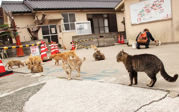 Aoshima, a Japanese 'Cat Island'In Aoshima more than a hundred cats  prowl the island, curling up in abandoned hous…