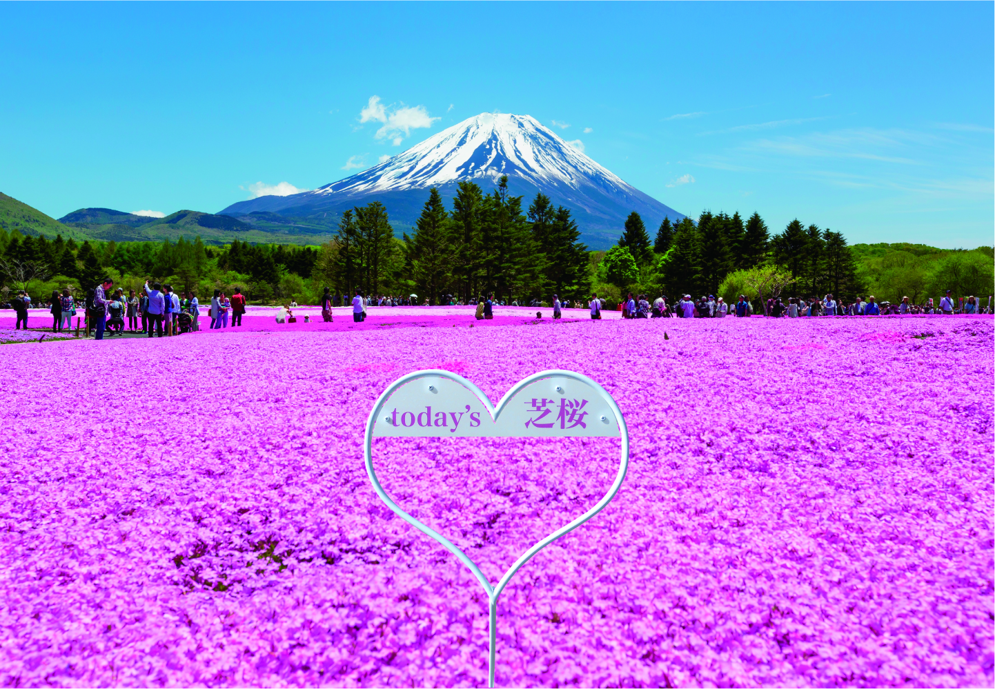 Mt Fuji Shiba-sakura Festival, where beautiful 'lawn sakura' blossom -  Japan Today
