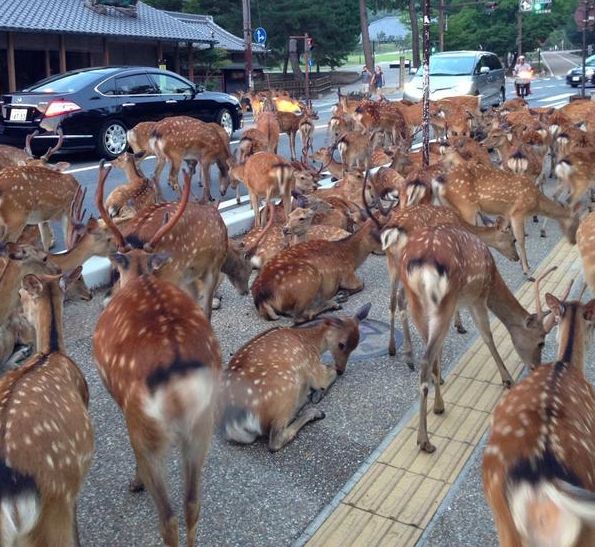 japanese deer