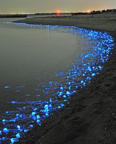 Glowing Blue Objects Turning Up On Toyama Beach Japan Today