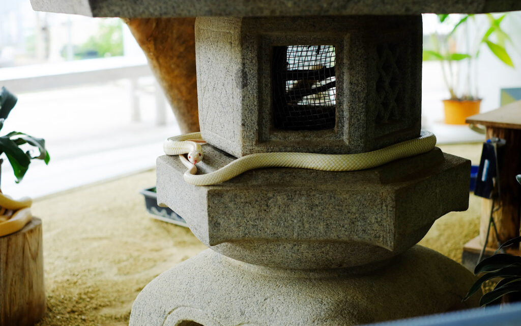 Discover shrines in Japan where snakes are divine