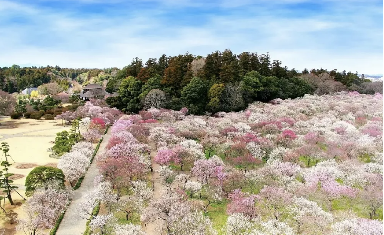 Japan’s plum blossom season is here, and after-dark garden is one of the best spots to see them