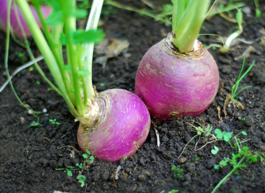 Does turnip's spooky tale make the veggie a nutritional trick – or a treat?