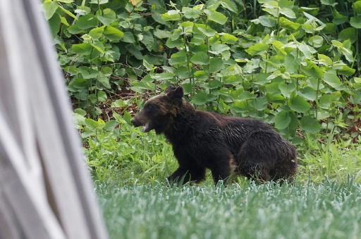 Gov't OKs bill allowing hunters to shoot bears in populated areas