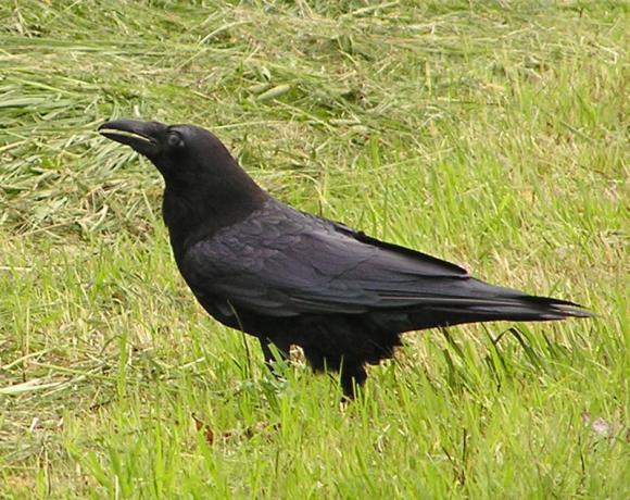 Tokyo Ravens — Wikipédia