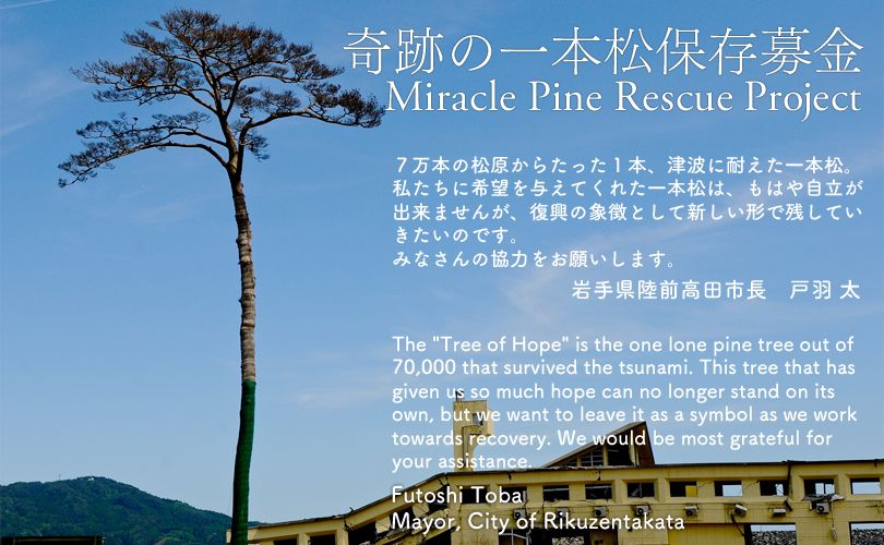 Project To Preserve Rikuzentakata Miracle Pine Draws Criticism On Internet Japan Today