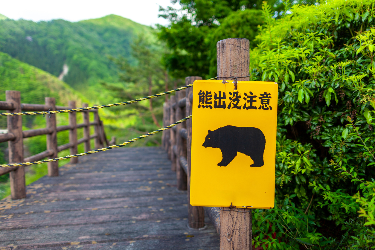 Japan to revise law for emergency animal shootings due to rise in bear attacks