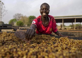 Climate South Sudan Coffee