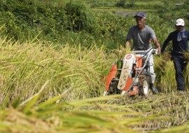 Japan Rice Farmers Climate Change