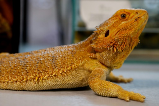 Japan Post to stop delivery of live reptiles