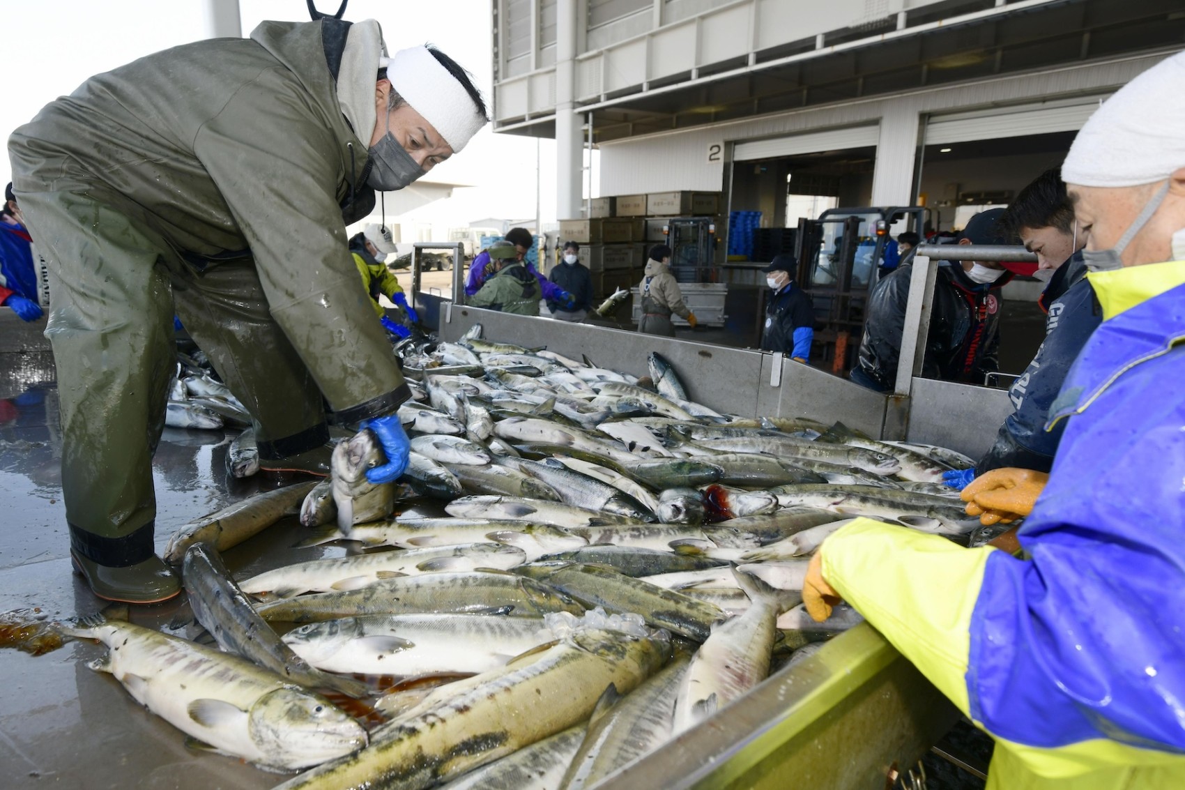 Japanese salmon catches plummet in losing battle to climate change