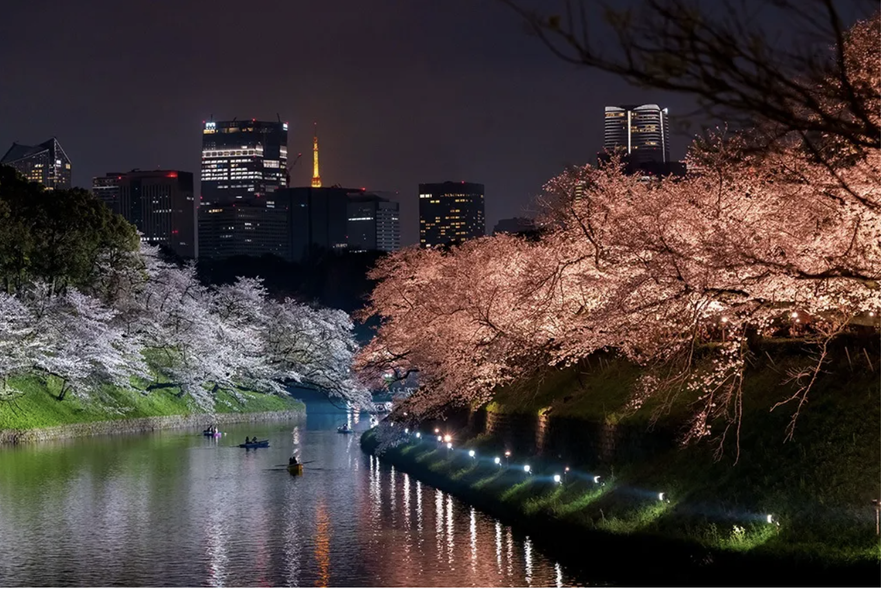 Tokyo’s Chidorigafuchi announces sakura festival light-up dates, new boat reservation system