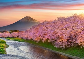 Cherry blossoms and Mount Fuji in spring at sunrise in Shizuoka.