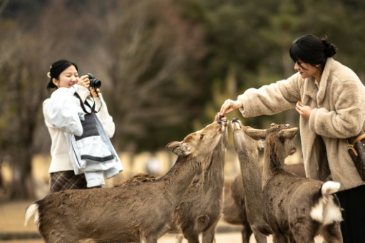 The squad saving deer from tourist trash in Nara