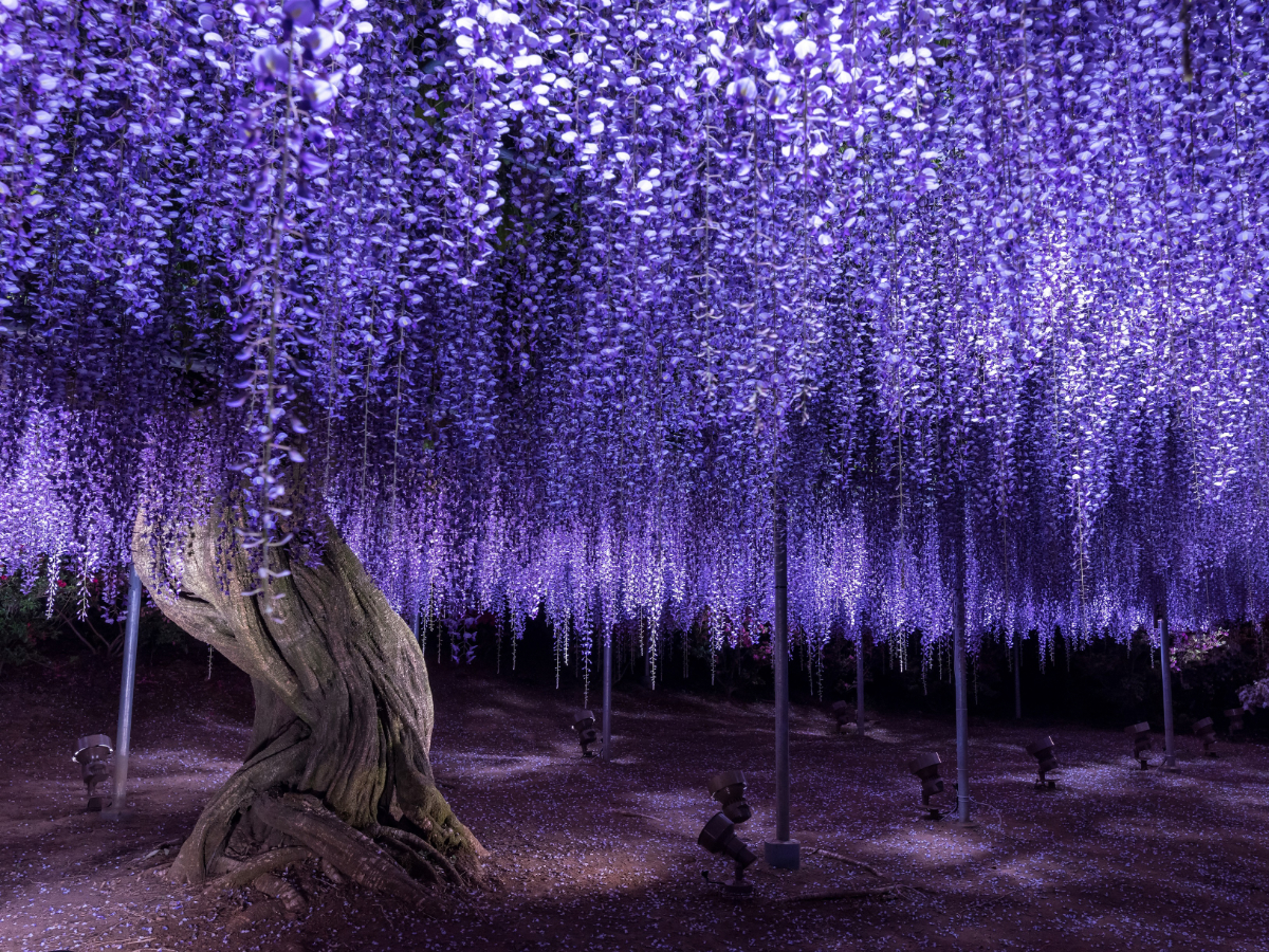 Ashikaga Flower Park’s wisterias bloom early Japan Today