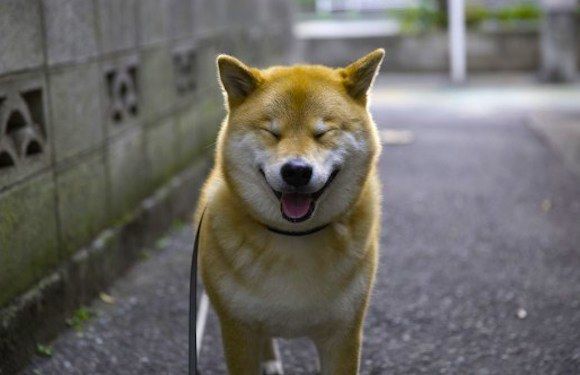 Survey Reveals Shiba Inu Named Maru Is Japans Second Most