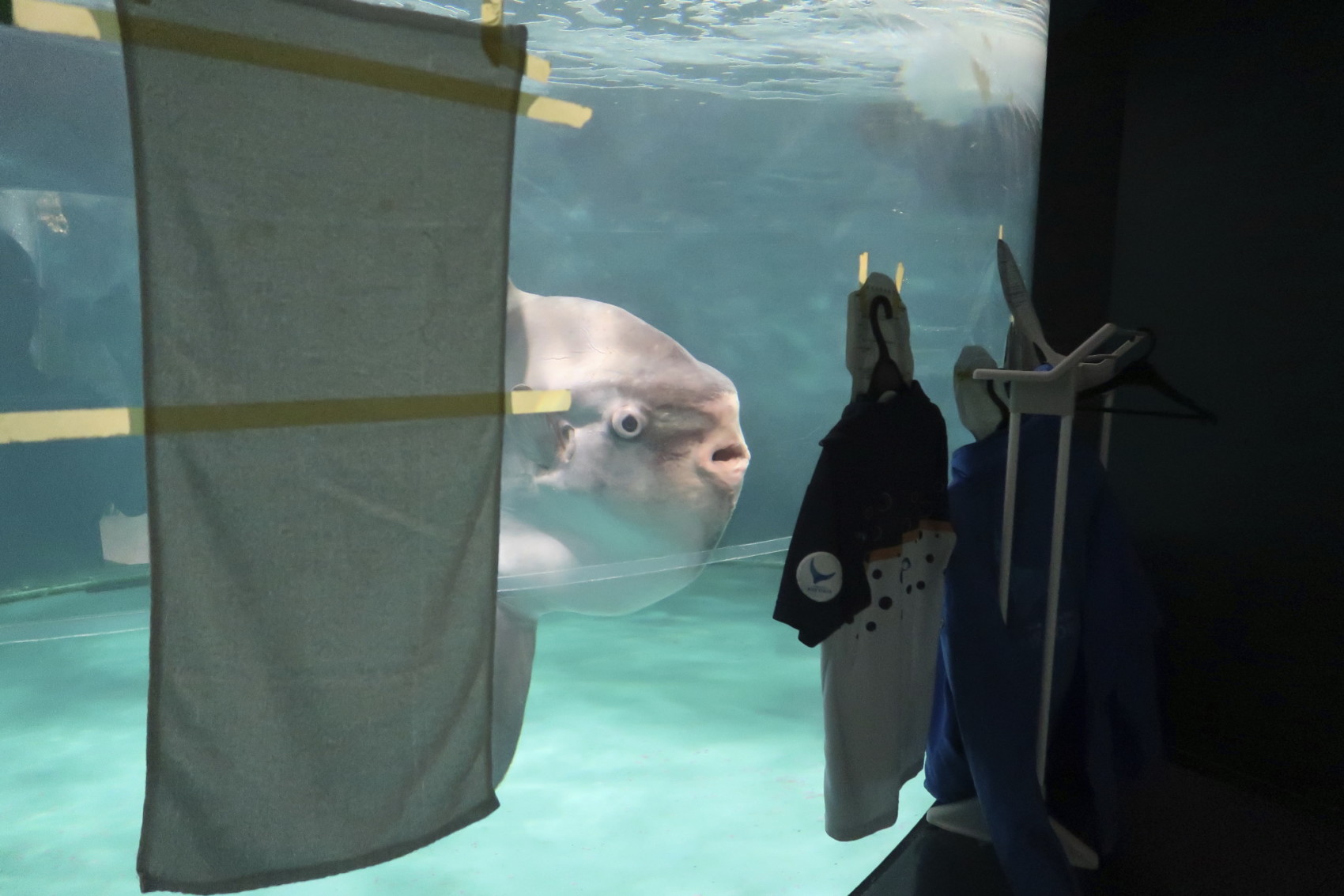 Sunfish that began ailing after aquarium's closure recovers after human cutouts set up outside tank