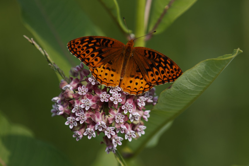 Disappearing Butterflies