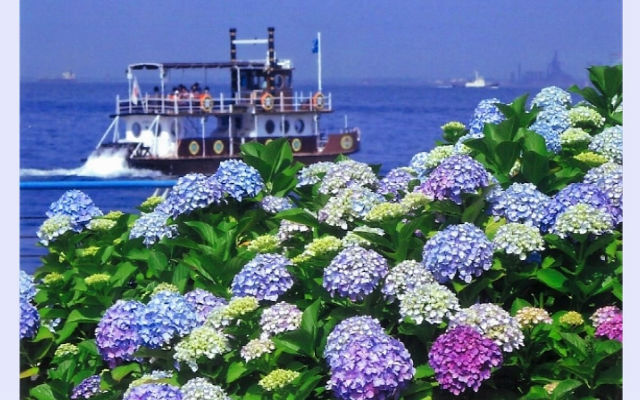 Where To See The Most Idyllic Hydrangea Scenery Around Japan Japan Today