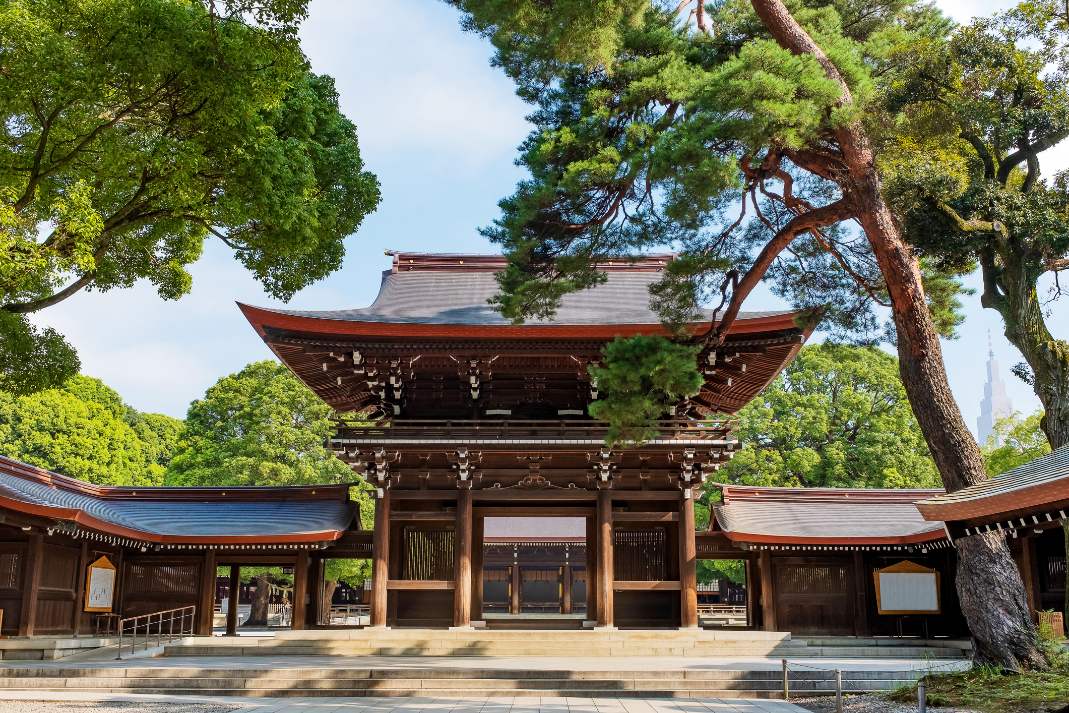 The Making Of The Eternal Forest At Meiji Shrine   Savvy Tokyo