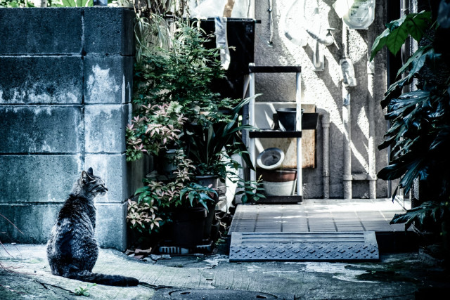 How To Find A Lost Cat Unique Method Proves To Be Surprisingly Effective Japan Today